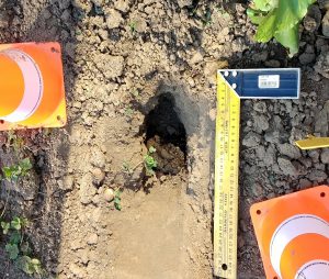 Permalink auf:Wer hat da in meinen Garten gekackt? Permalink auf:Wer hat da in meinen Garten gekackt?